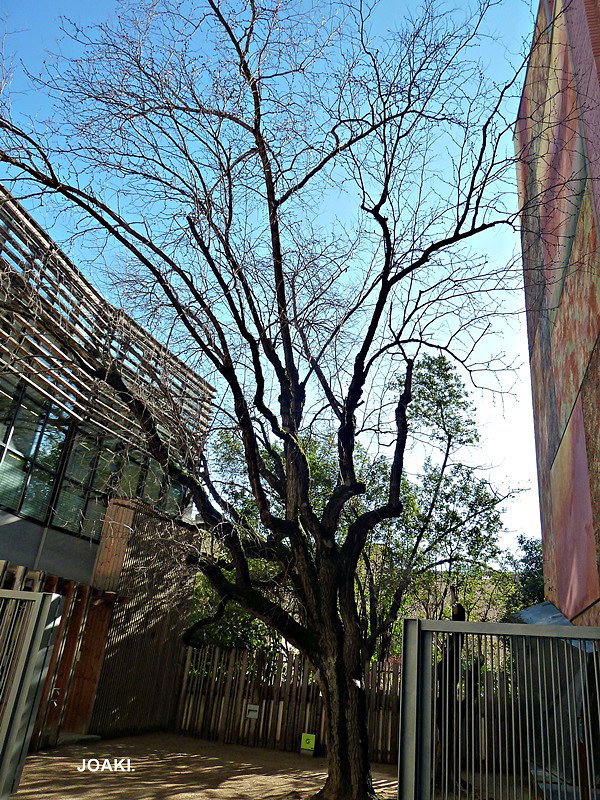 ARBOLES CON HISTORIA-71-