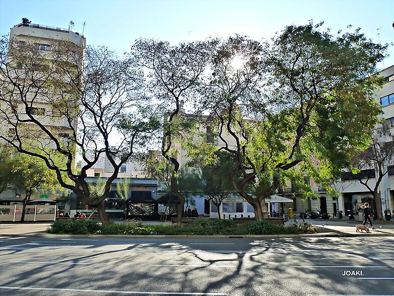 ARBOLES CON HISTORIA-73-
