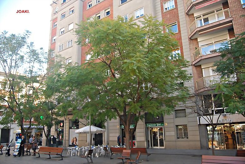 ARBOLES CON HISTORIA-74-