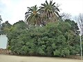 ARBOLES CON HISTORIA-77-