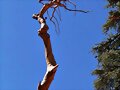 ARBOLES CON HISTORIA-78-
