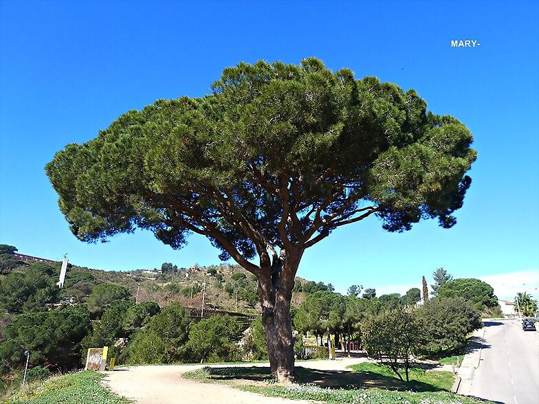 ARBOLES CON HISTORIA-79-