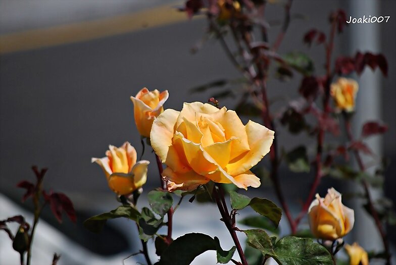 BUEN FIN DE SEMANA .¡¡
