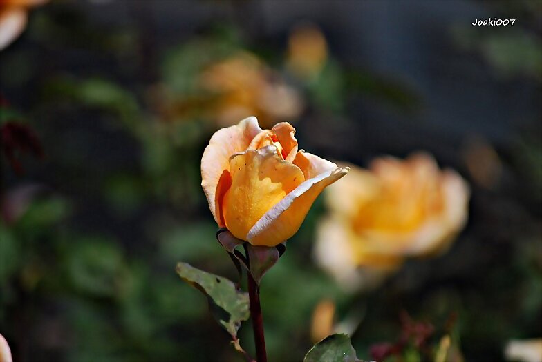 SANT JORDI 2017- FELIZ DOMINGO -