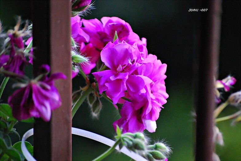 BUEN FIN DE SEMANA .¡¡