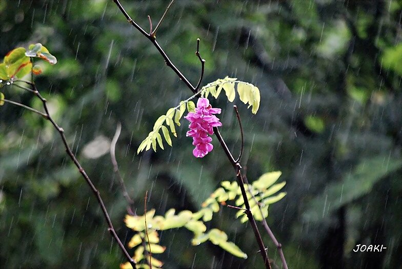 LLEGÓ LA LLUVIA ...