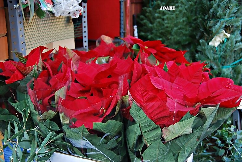 "VEN A MI CASA ESTA NAVIDAD"...