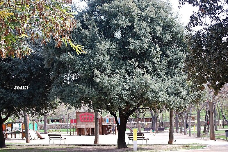 ARBOLES CON HISTORIA-85-