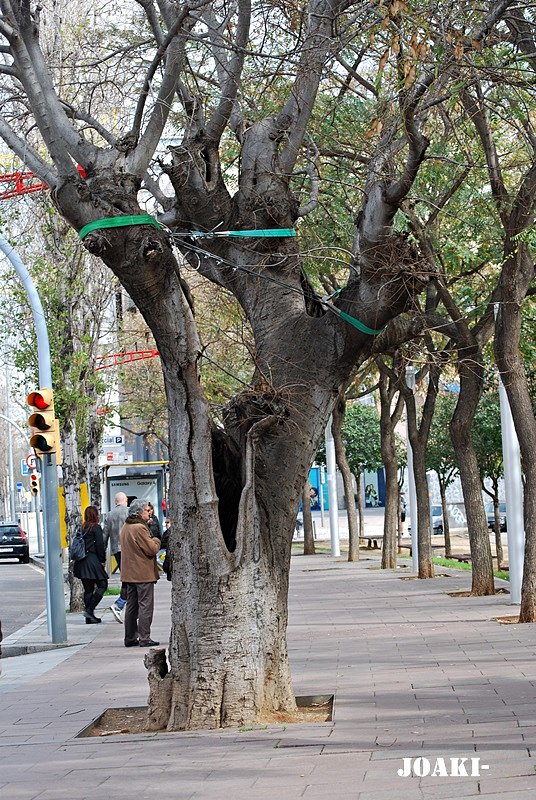 ARBOLES CON HISTORIA-84-