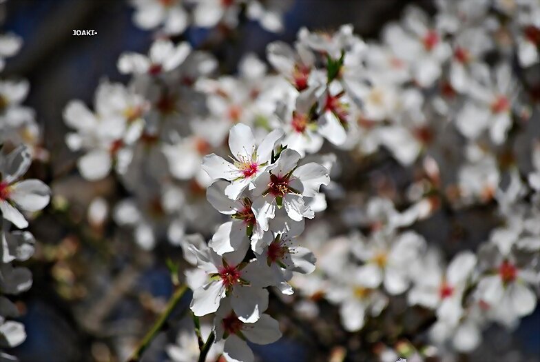 PRIMAVERA -