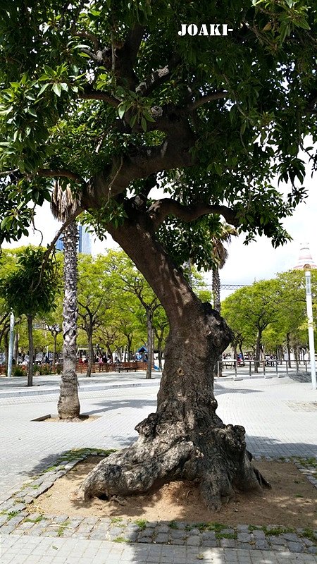 ARBOLES CON HISTORIA-85-