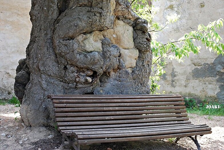 ARBOLES CON HISTORIA-86-