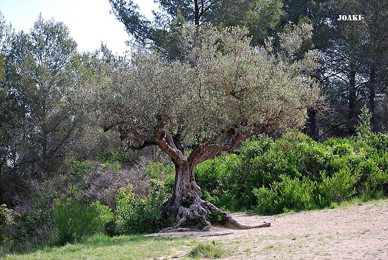 ARBOLES CON HISTORIA-87-