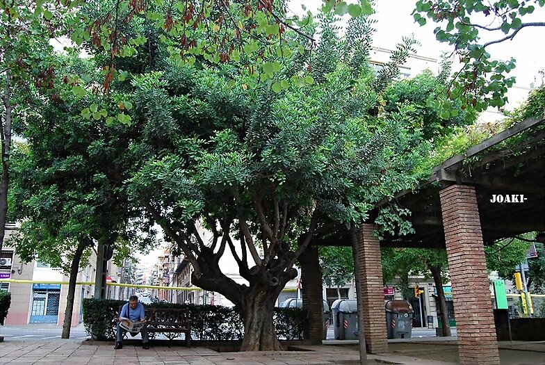 ARBOLES CON HISTORIA- 88-