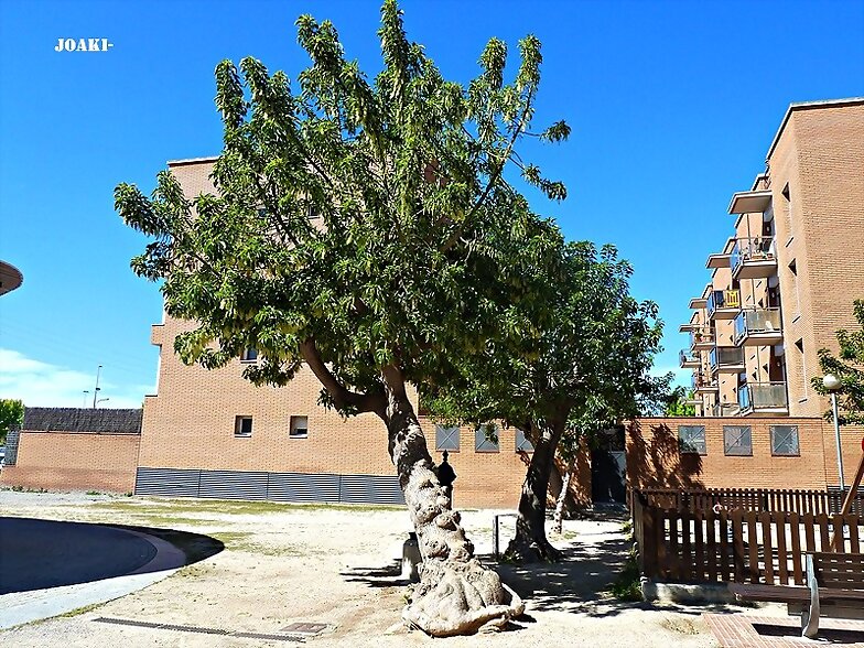 ARBOLES CON HISTORIA-89-