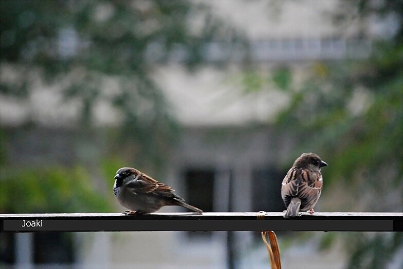 "HOLA HOLA PAJARITO"-32-