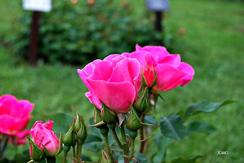 LAS ROSAS ...