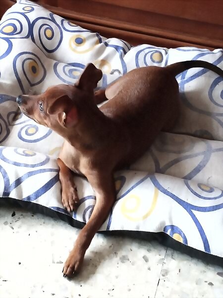 Presentando a Luna (2º parte)