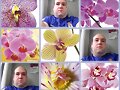 Collage floral