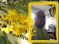 Montaje floral