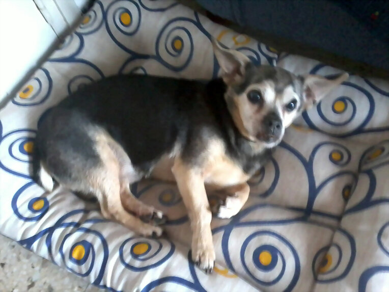 Felicidades bichito, 16 años