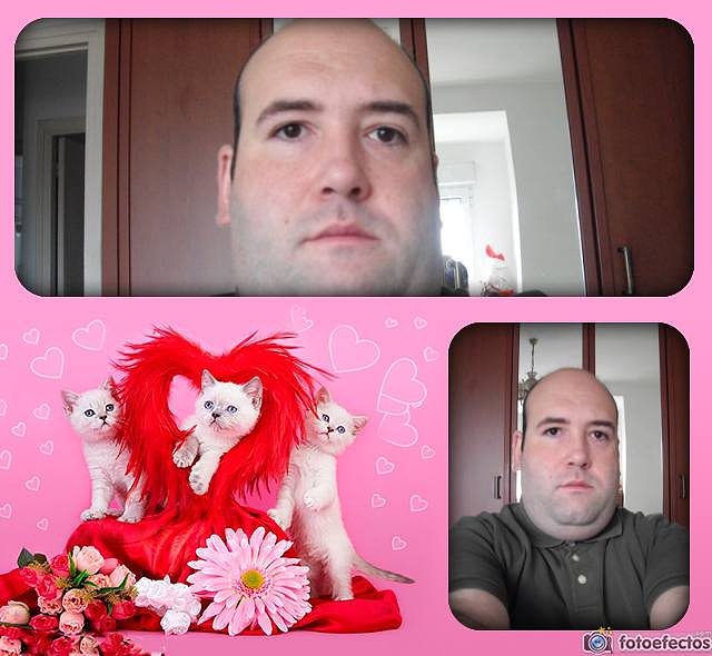 Collage rosa con gatos