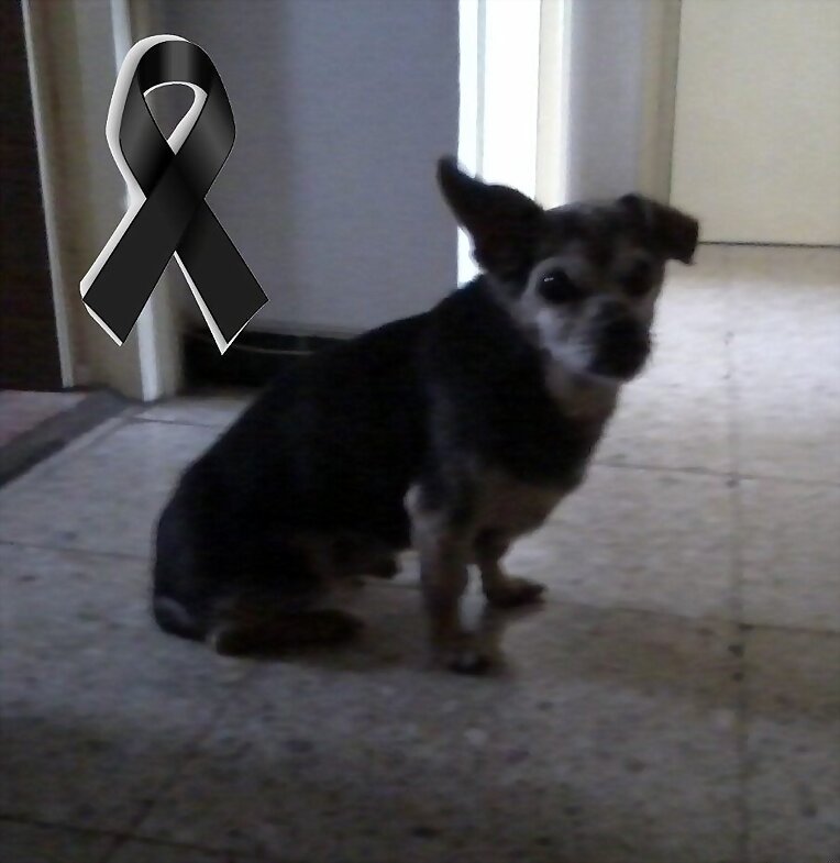Hasta siempre pequeño, D.E.P