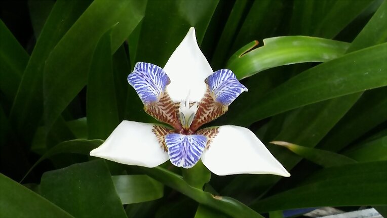 Una rara flor que solo está abierta un día...