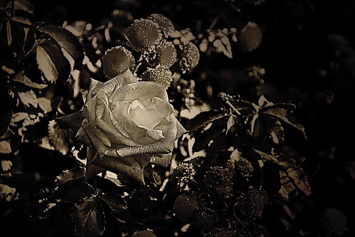 Rosa en blanco y negro