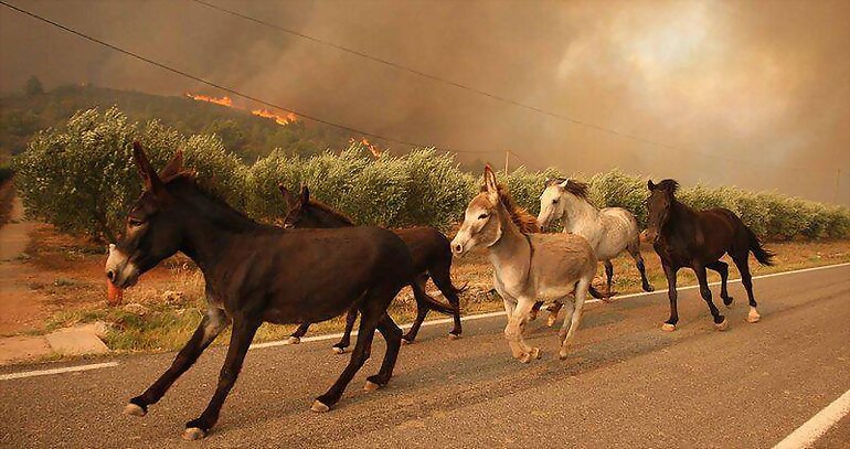 Sigue ardiendo nuestros paisajes!