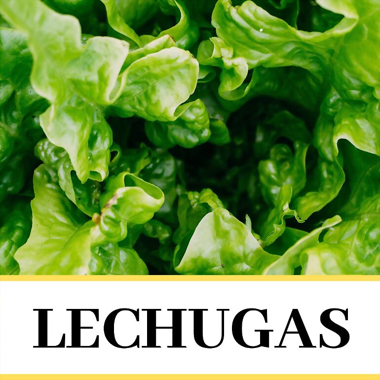 VARIEDADES DE LECHUGAS 3º PARTE