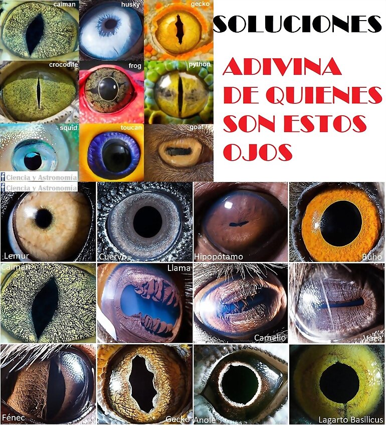 SOLUCIONES: ADIVINA QUIEN SON ESTOS OJOS 3º PARTE