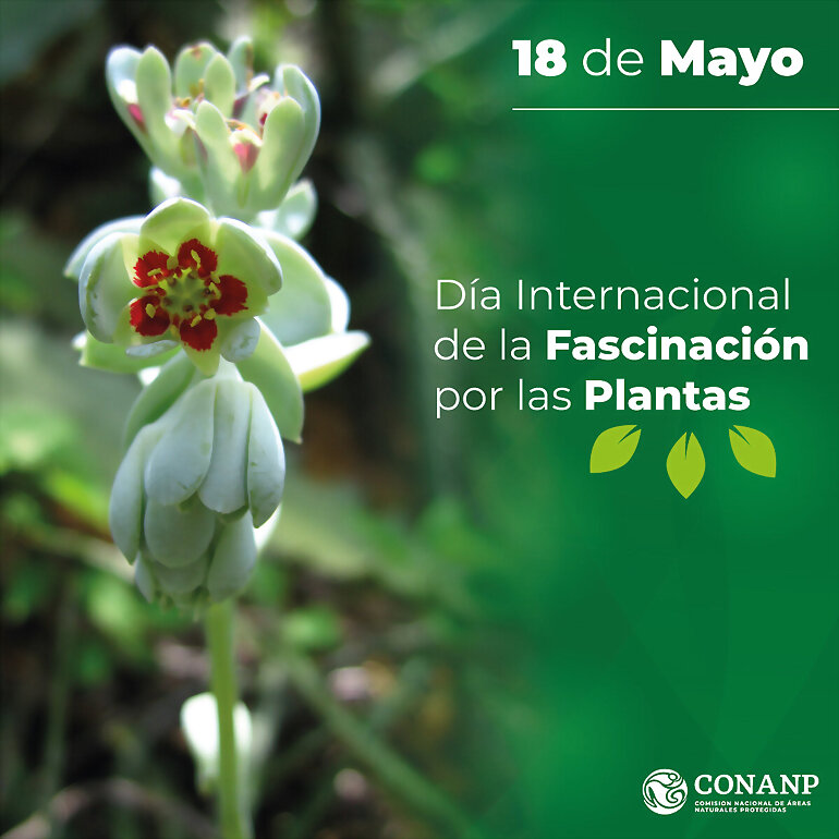 TAL DIA COMO HOY: PLANTAS AMARILLAS Y AZULES