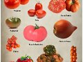 VARIEDADES DE TOMATES 1&ordm; PARTE