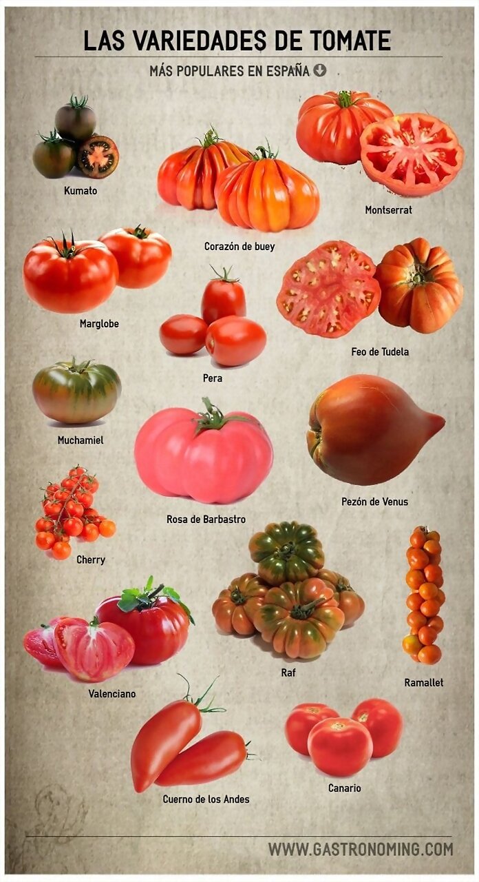 VARIEDADES DE TOMATES 1º PARTE