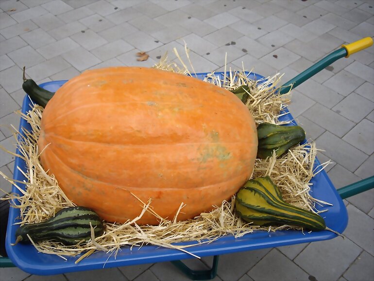 EXPOSICION DE CALABAZAS 1º PARTE