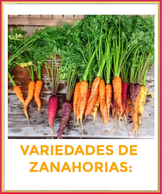 LA ZANAHORIA: VARIEDADES 2º PARTE