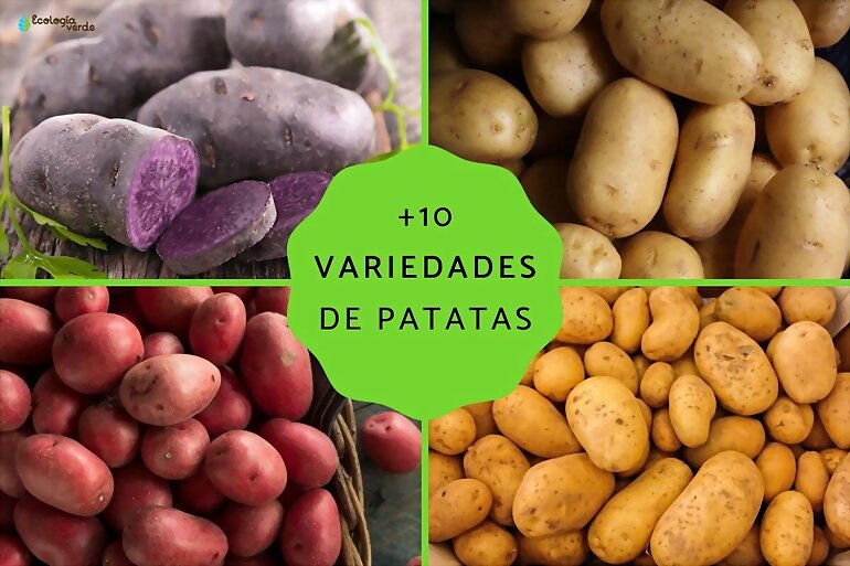 TAL DIA COMO HOY...  DIA NACIONAL DE LAS PATATAS 3