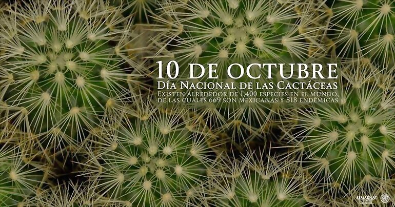 TAL DIA COMO HOY...  DIA NACIONAL DEL CACTUS