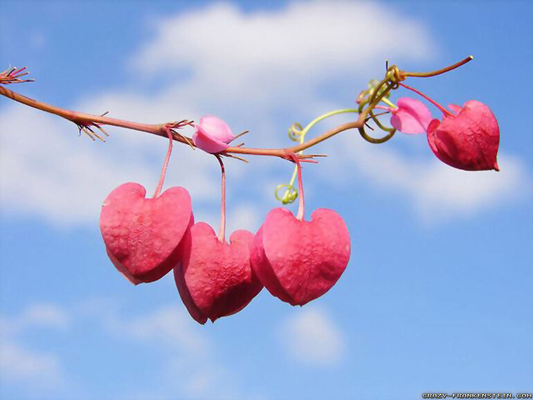 QUE REGALAR POR SAN VALENTIN