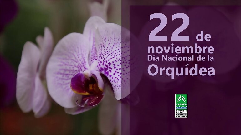 TAL DIA COMO HOY...  LA ORQUIDEA Y FLORES RARAS