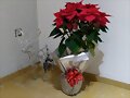 ESPECIAL NAVIDAD: PLANTAS NAVIDE&Ntilde;AS