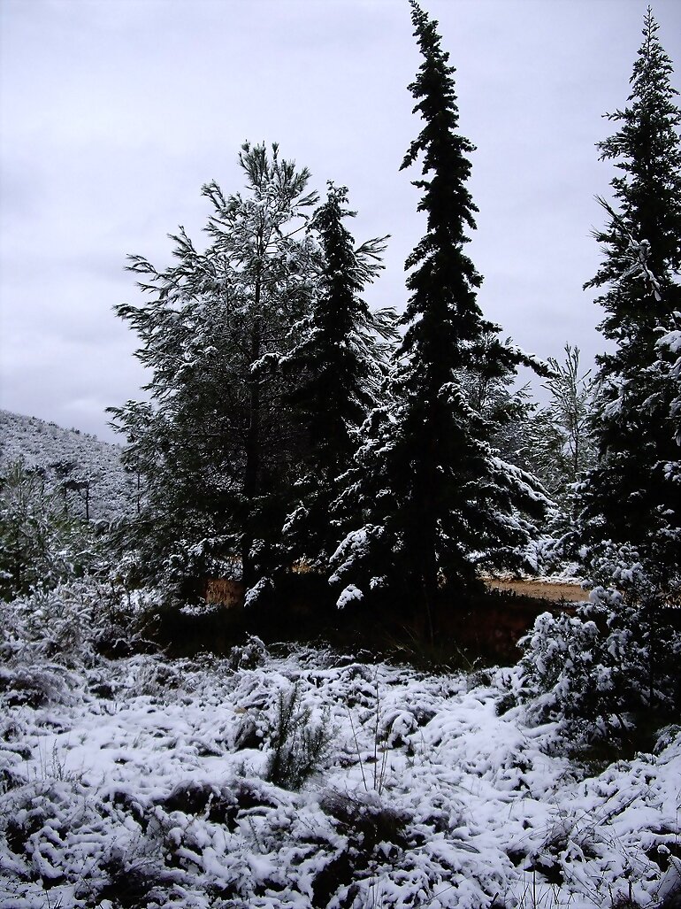 TAL DÍA COMO HOY: NIEVA POR 2º VEZ!!!