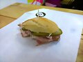 Pulguita