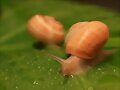 Los encuentros de un caracol aventurero