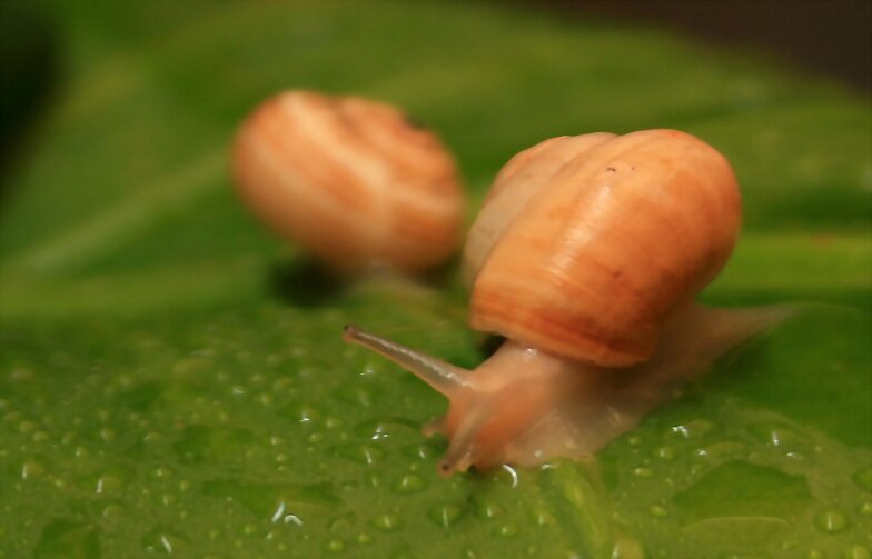 Los encuentros de un caracol aventurero
