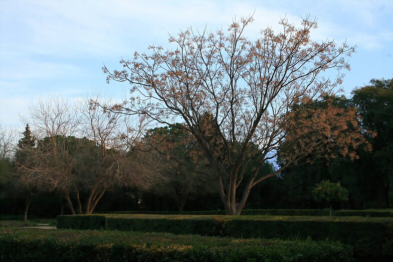 Álbol del Paraíso